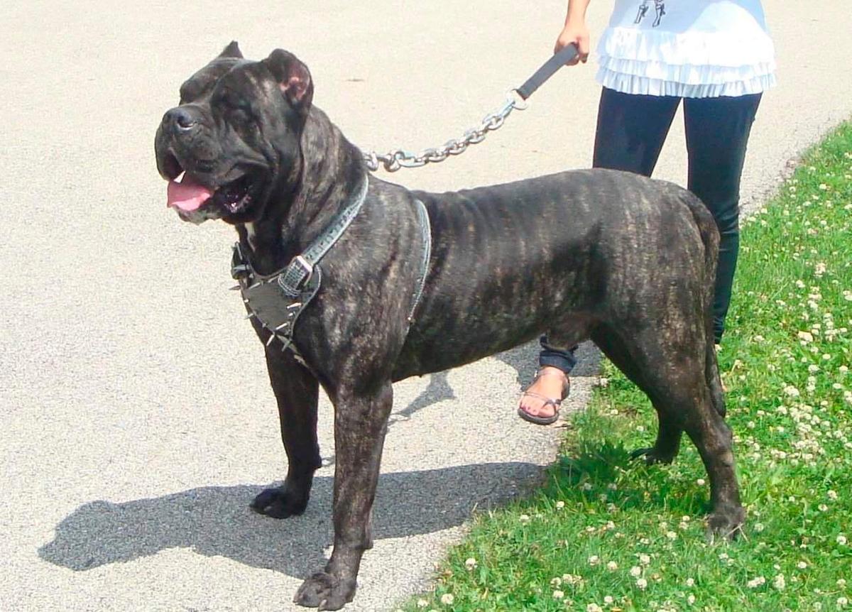 Perro de presa canario.