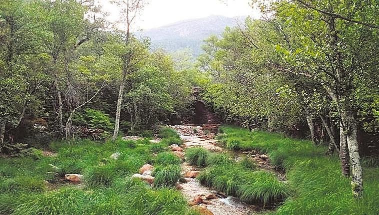 En algunos puntos de la Sierra de Francia ya es posible ver los robledales en todo su esplendor primaveral