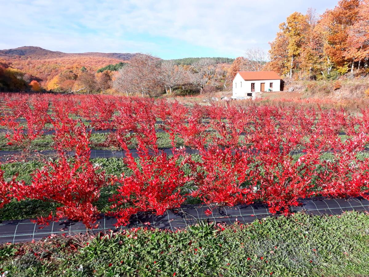 La plantación de arándanos, que se encuentra en Linares de Riofrío, el pasado otoño.