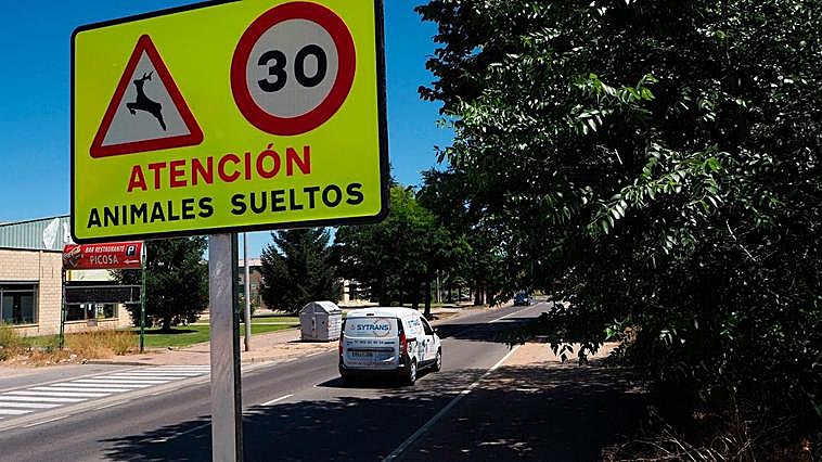 Señal que alerta de la presencia de animales sueltos en Salamanca.