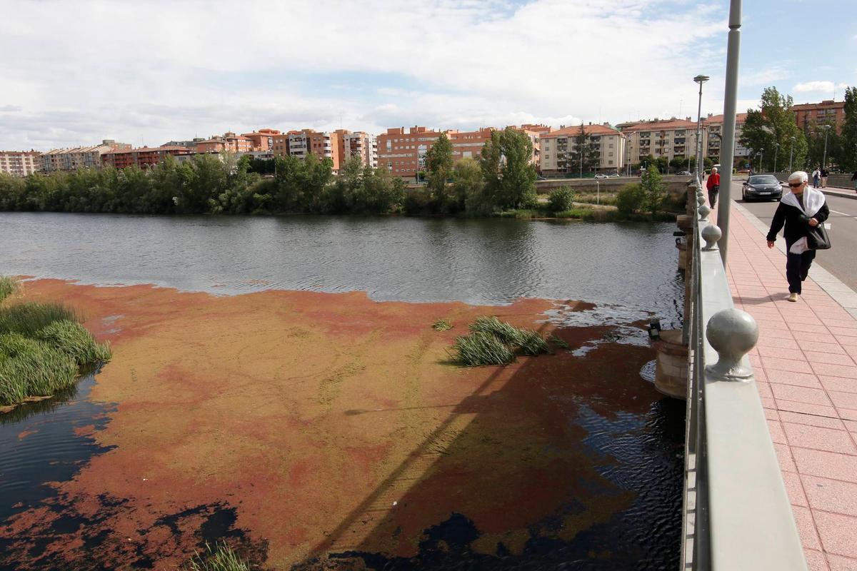 Una acumulación de azolla que ocupa varios metros cuadrados de la superficie del río en las proximidades del puente Enrique Esteban.