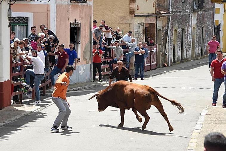 Encierro del año pasado dentro de los festejos del Corpus.