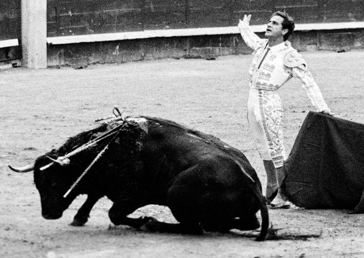 El maestro de Vitigudino viendo doblar uno de sus toros.