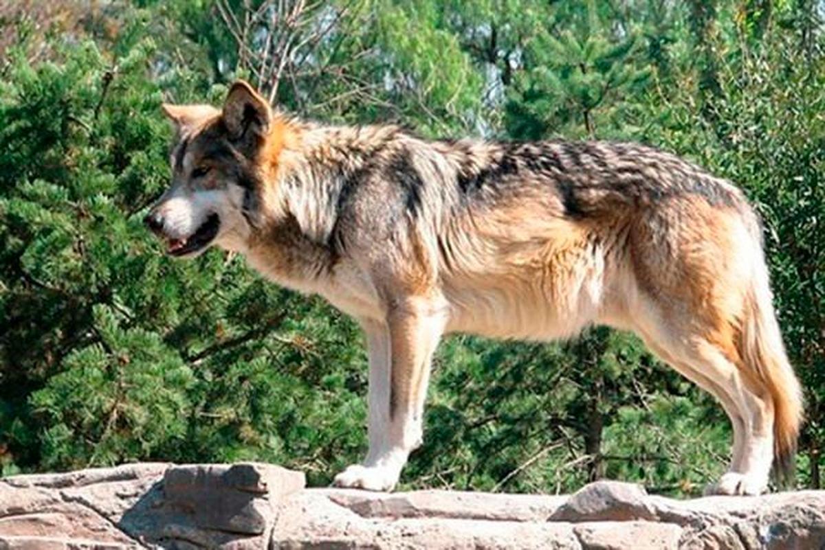 Ejemplar de lobo ibérico.