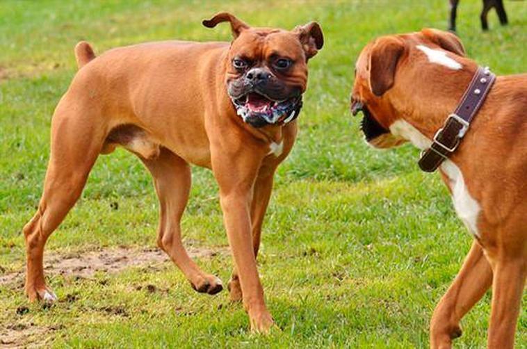 Dos perros raza bóxer.