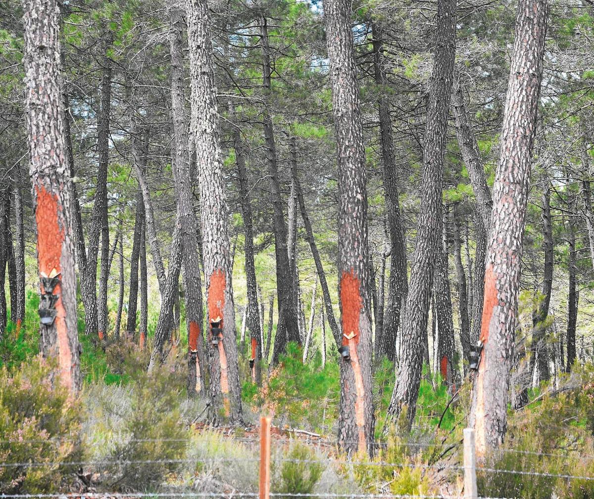 Varios pinos en plena campaña de resina en la localidad salmantina de El Payo.