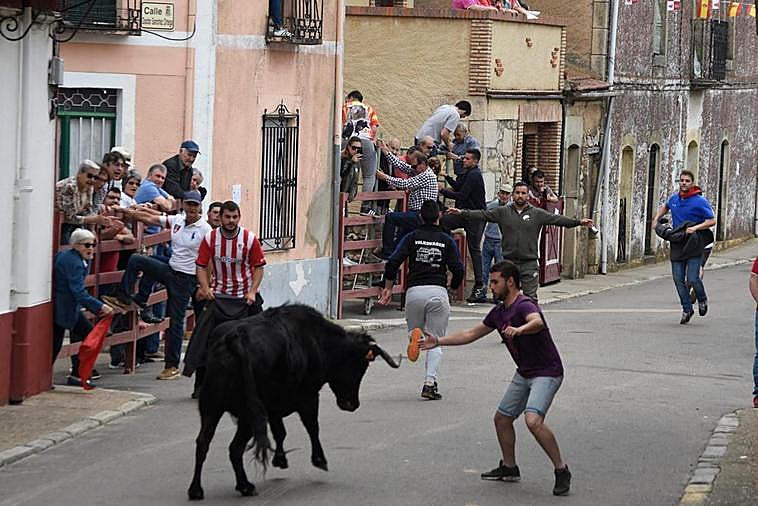 Los encierros, protagonistas de las fiestas del Corpus en La Fuente de San Esteban