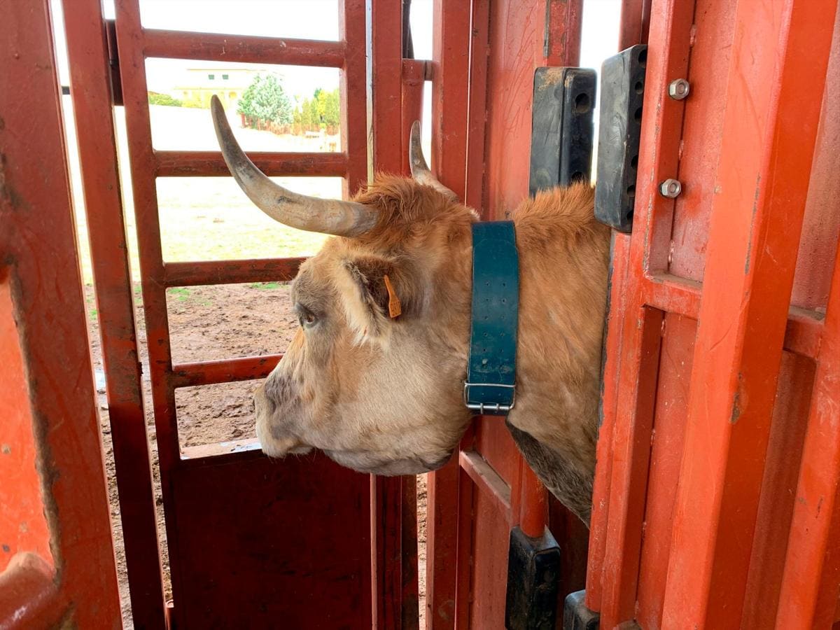 Una de las vacas seleccionadas en “Dehesa Carrascalino” con el collar que mide las variables fisiológicas.