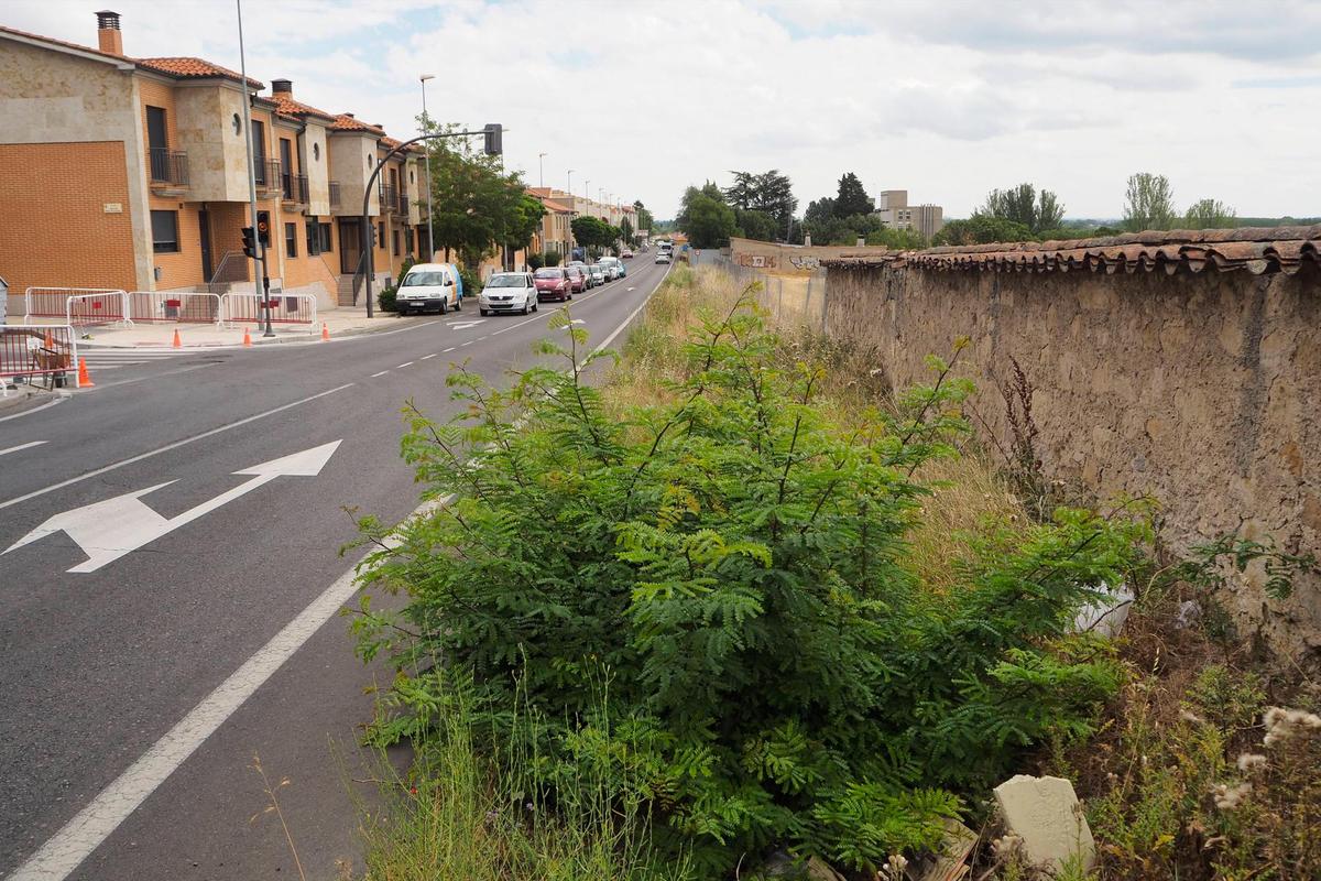 Una cuneta impracticable en la carretera de Aldealengua.