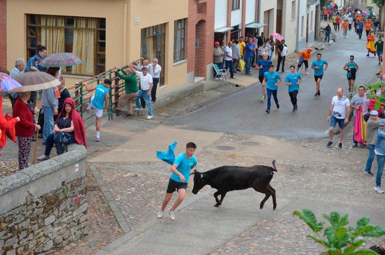 Una de las vaquillas se entretiene con un joven antes de entrar en la plaza de Hinojosa de Duero.