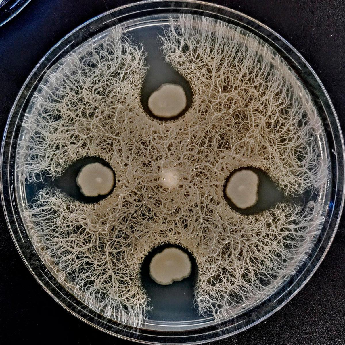 Microorganismos resistentes a los antibióticos