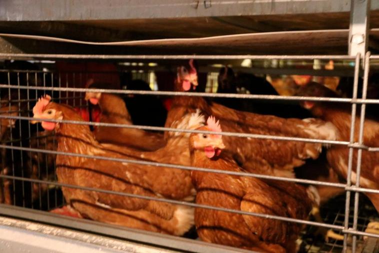 Gallinas de una explotación de Paradinas de San Juan.