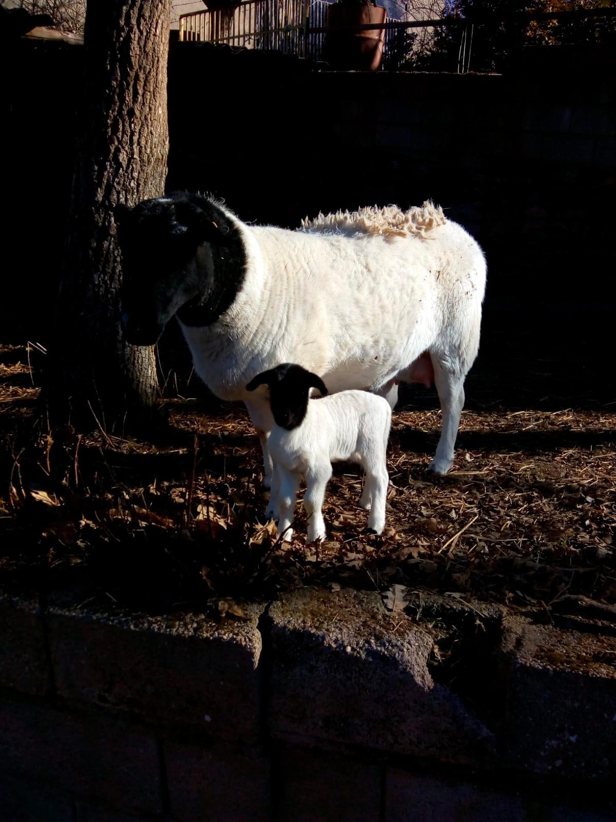 Una oveja y su cría, en la explotación que Pablo Sánchez tiene en El Cabaco.