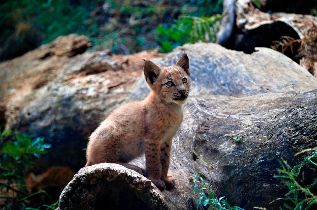 El primer lince nacido en el Pirineo desde hace más de un siglo ha sido presentado este miércoles por la Fundación Catalunya La Pedrera.