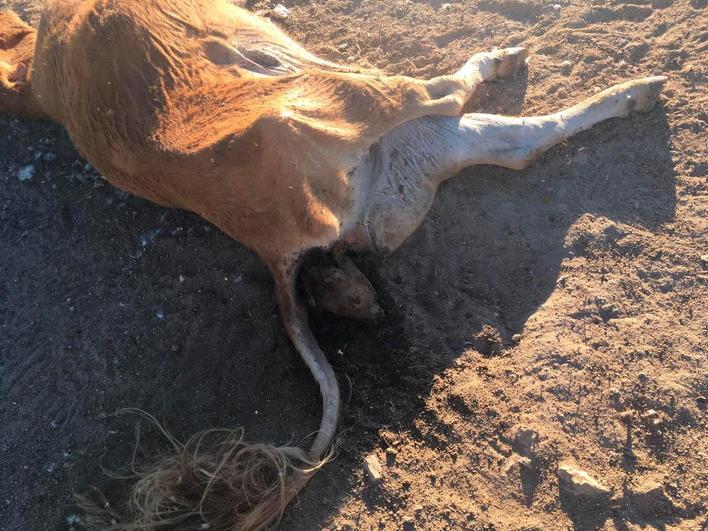 El cadáver se la vaca y de su ternero.