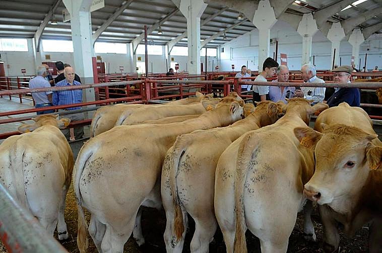 Terneros en uno de los corrales del mercado de ganados de Salamanca, donde se registraron 1.939 animales.