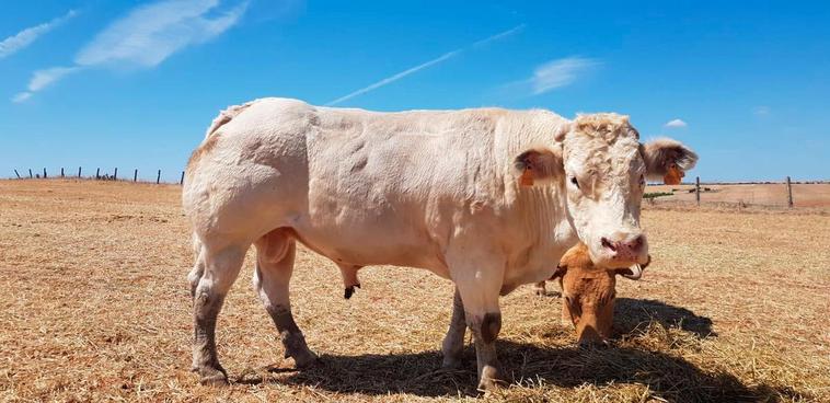 Dos de los sementales de raza Azul Belga que el ganadero Celestino Martín tiene en su finca de Rollán.