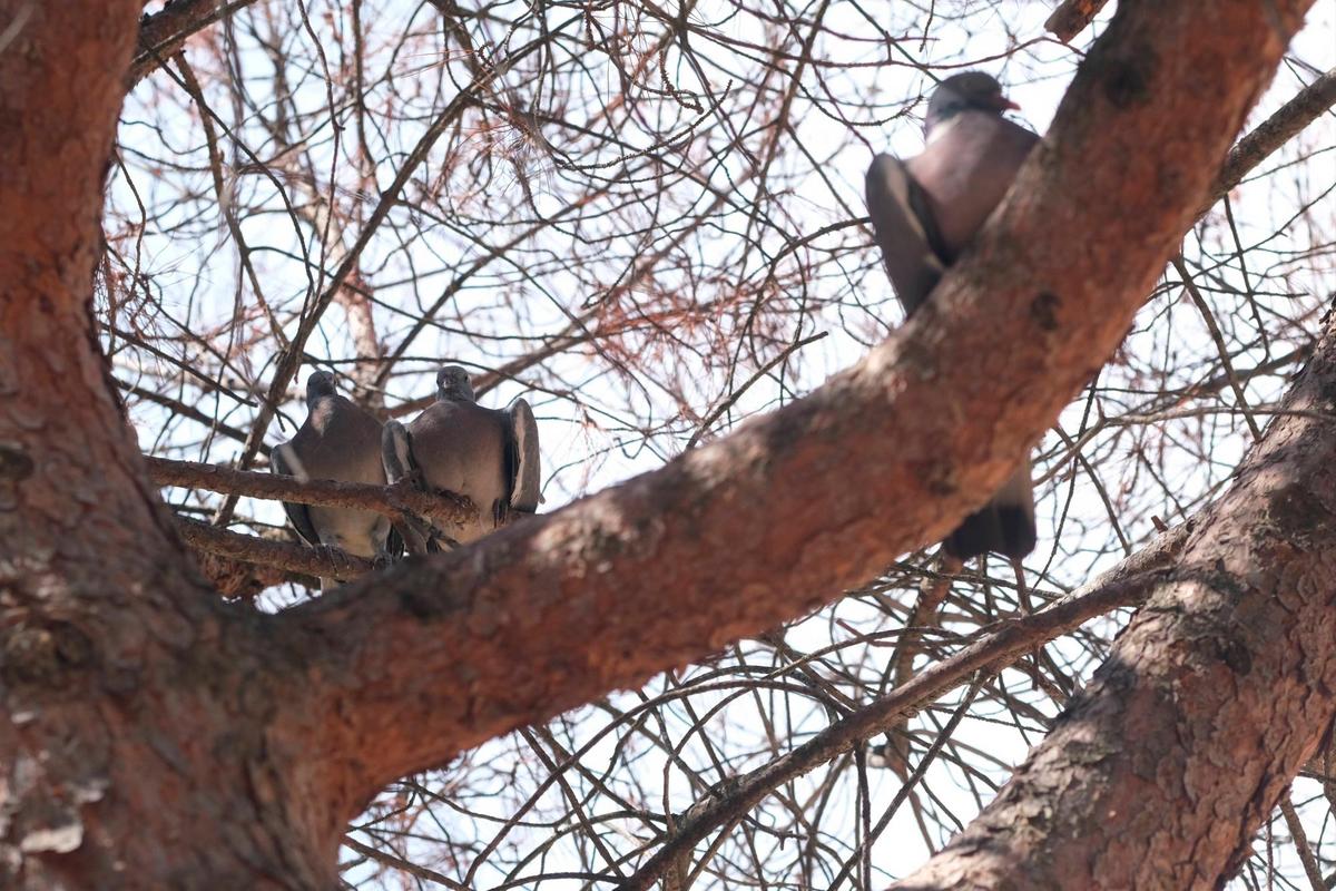 Palomas posadas en un árbol de Salamanca.