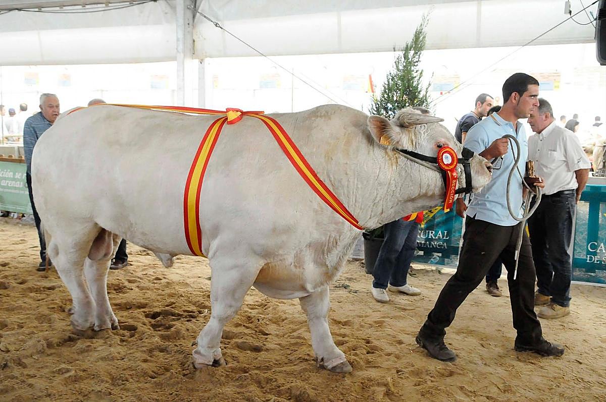 Concurso de charolés de la pasada edición de Salamaq