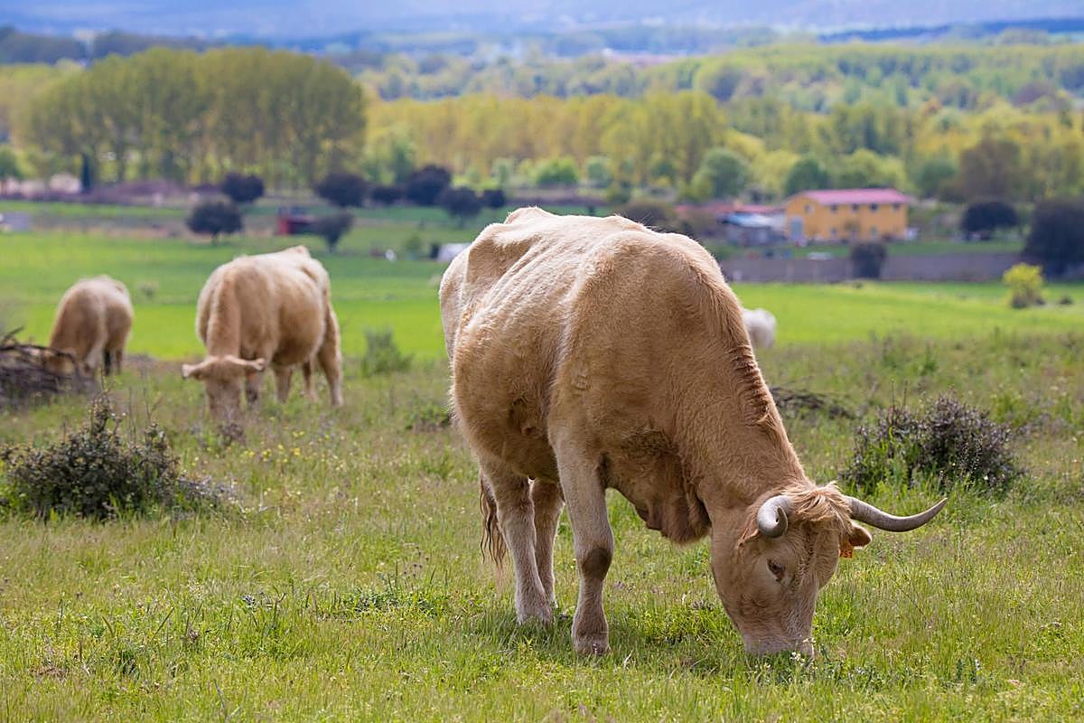 El bienestar animal, un aspecto fundamental para el buen funcionamiento de las explotaciones ganaderas.