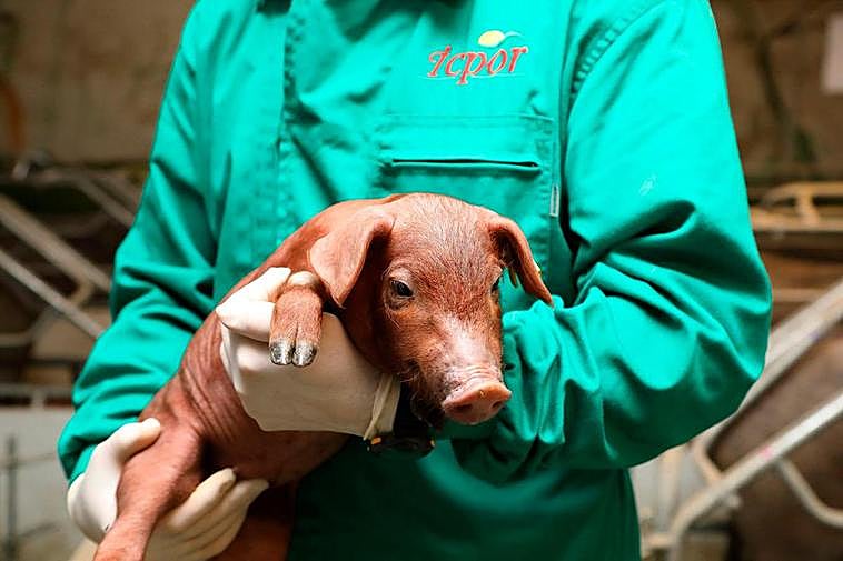 ICPOR mantiene un compromiso con el bienestar de sus animales.