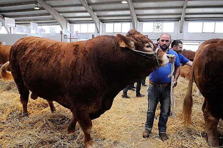 Impresionante ejemplar de raza limusina