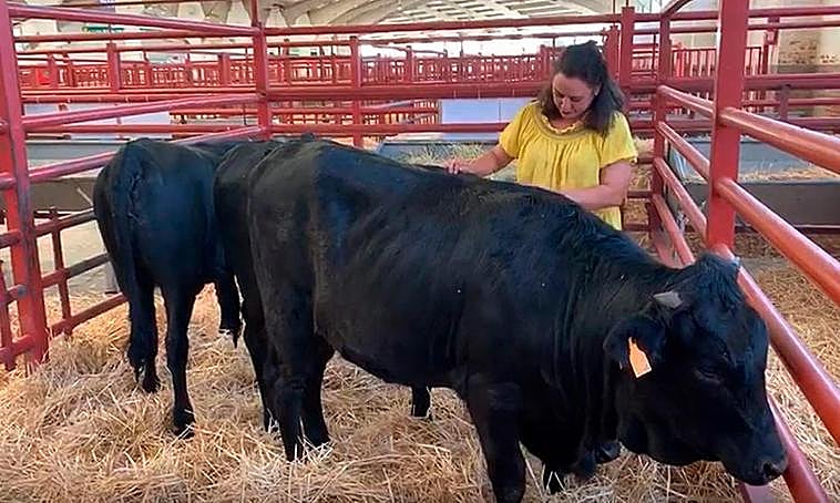 Salamaq 19: ¿quién se atreve a peinar a unas vacas moruchas?