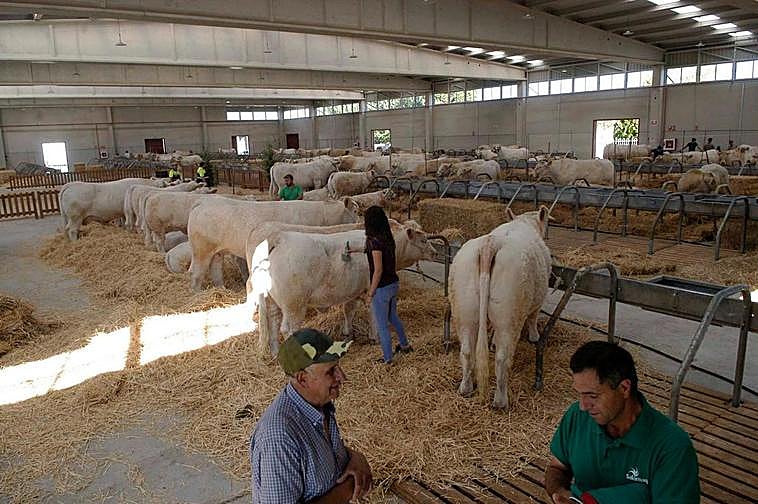 Más de 1.600 ejemplares de ganado se podrán ver en esta edición de Salamaq