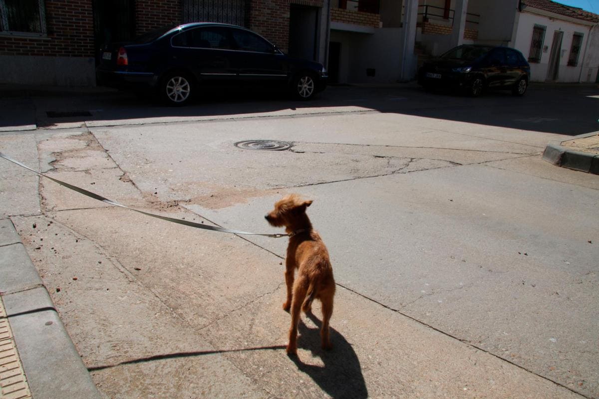 Un perro de paseo en las calles del casco urbano de Aldeatejada.