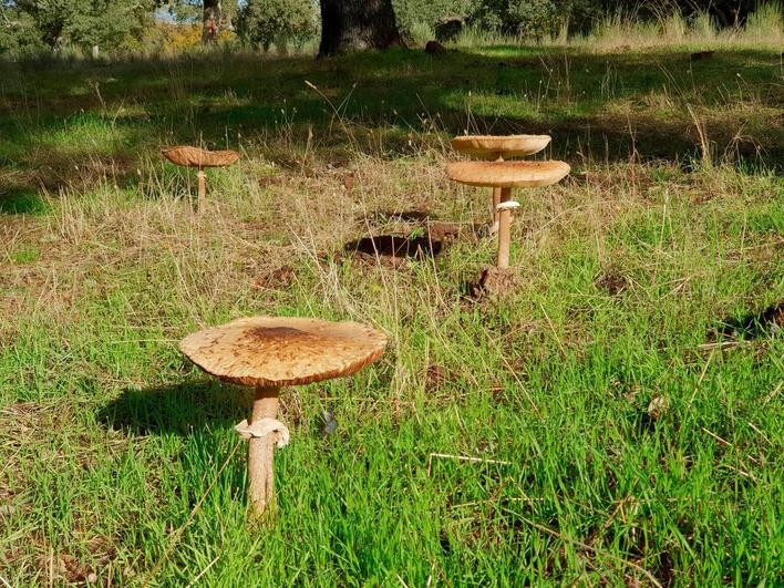 Ejemplares de “parasoles” (Macrolepiota procera) en una dehesa.