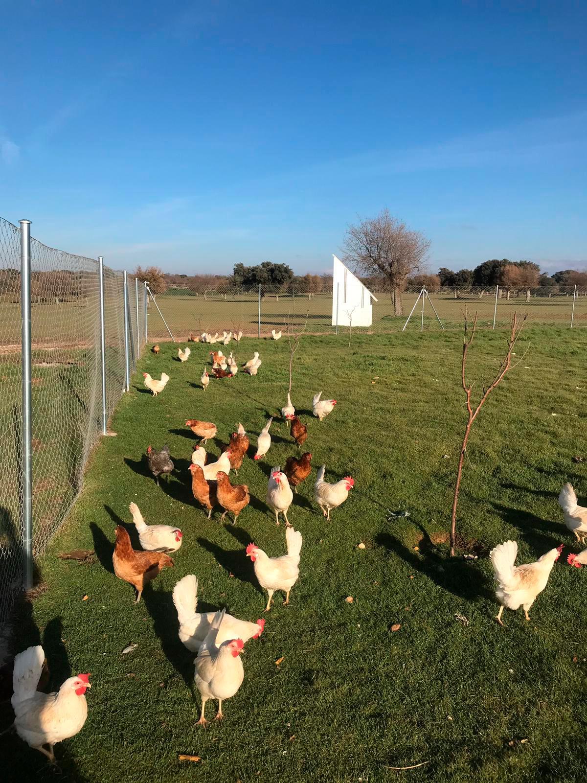 Menos explotaciones, pero más gallinas en cada una.