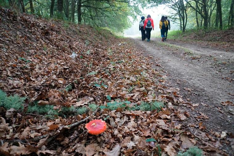 El tramo de la Vía de la Plata entre Coedo y Allariz transita por un frondoso bosque de roble carballo.