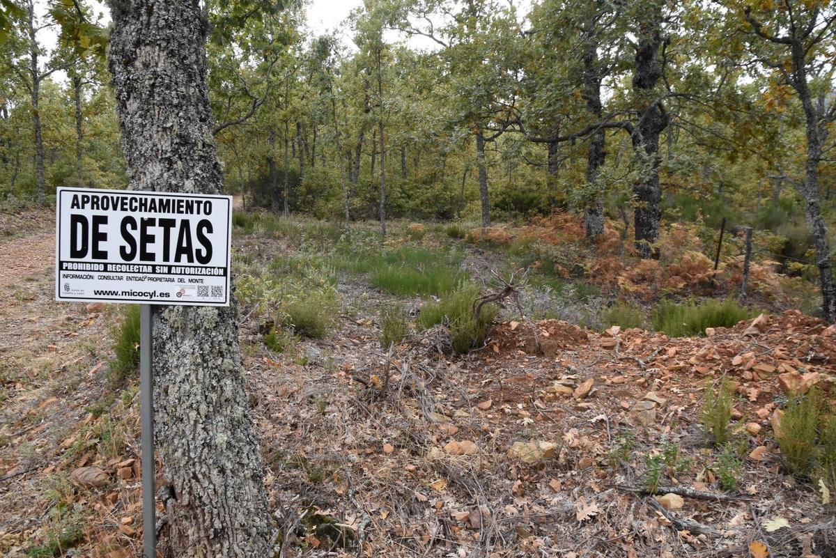 Espacio apto para recoger setas en la provincia de Salamanca.