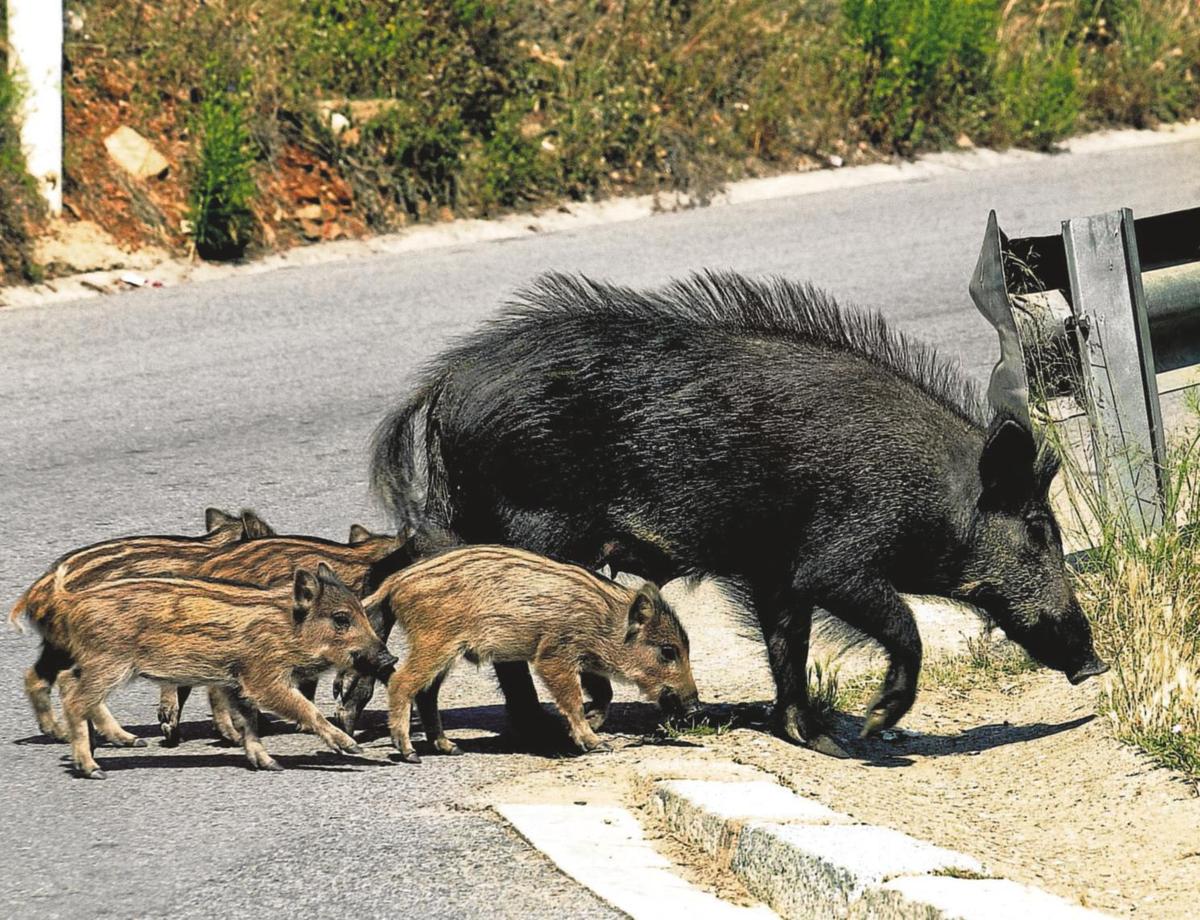 Una familia de jabalís, cruzando una carretera.