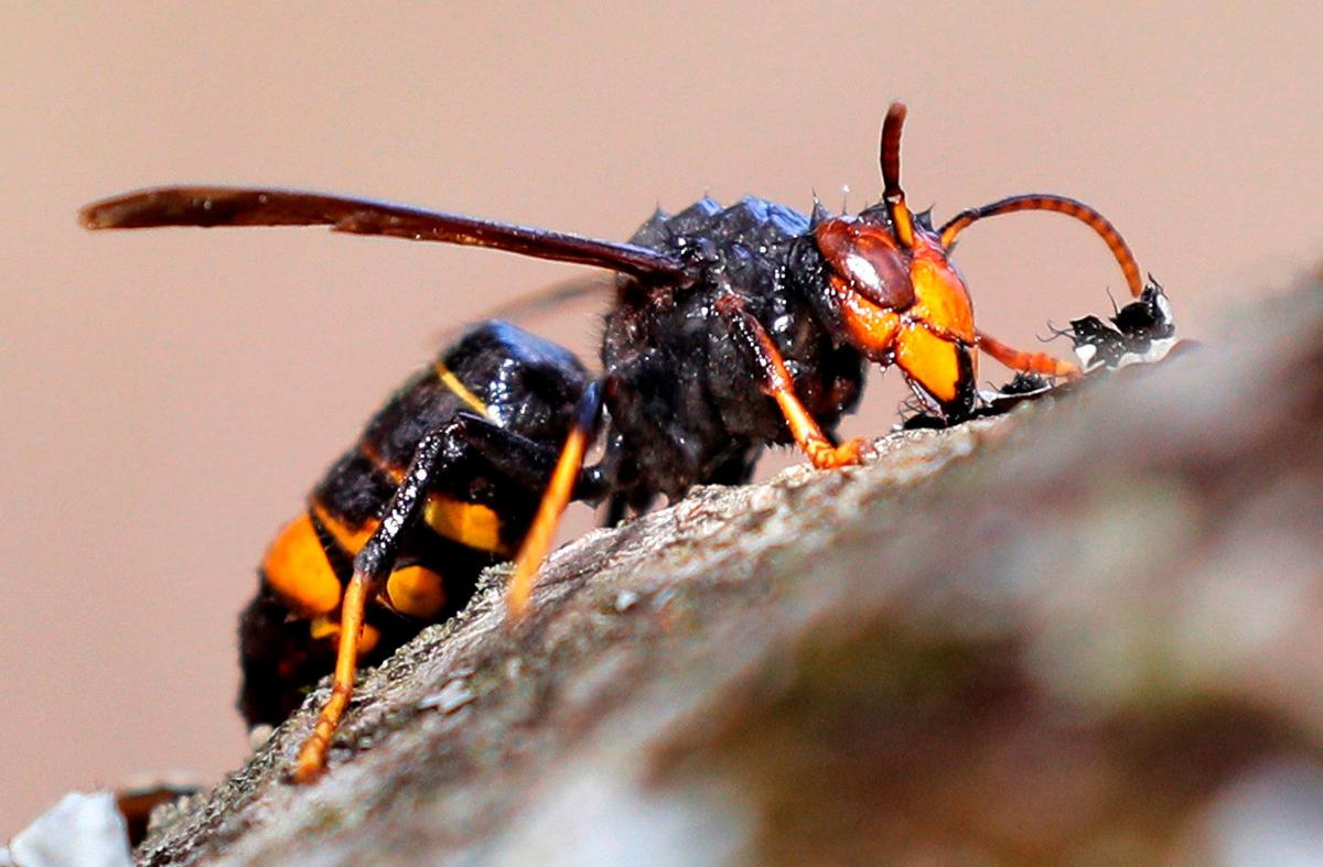 Ejemplar de avispa asiática.