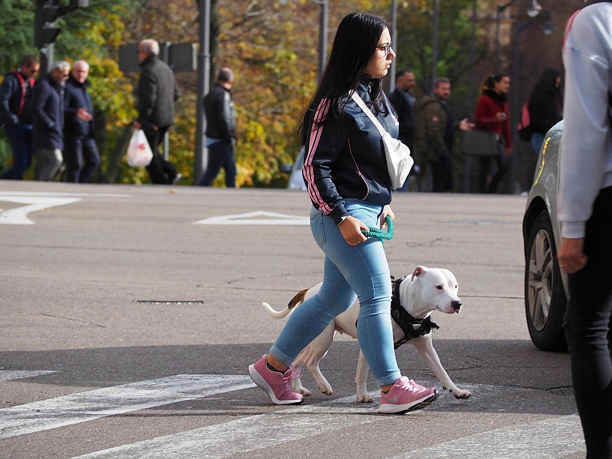 Una joven pasea a un perro sin bozal por .
