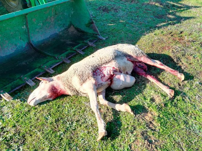 El lobo vuelve a actuar en Salamanca y mata a dos ovejas