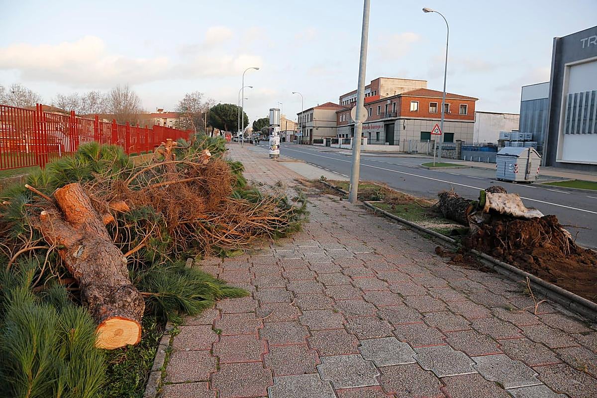 Caída de un árbol en la avenida de Lasalle. | ALMEIDA