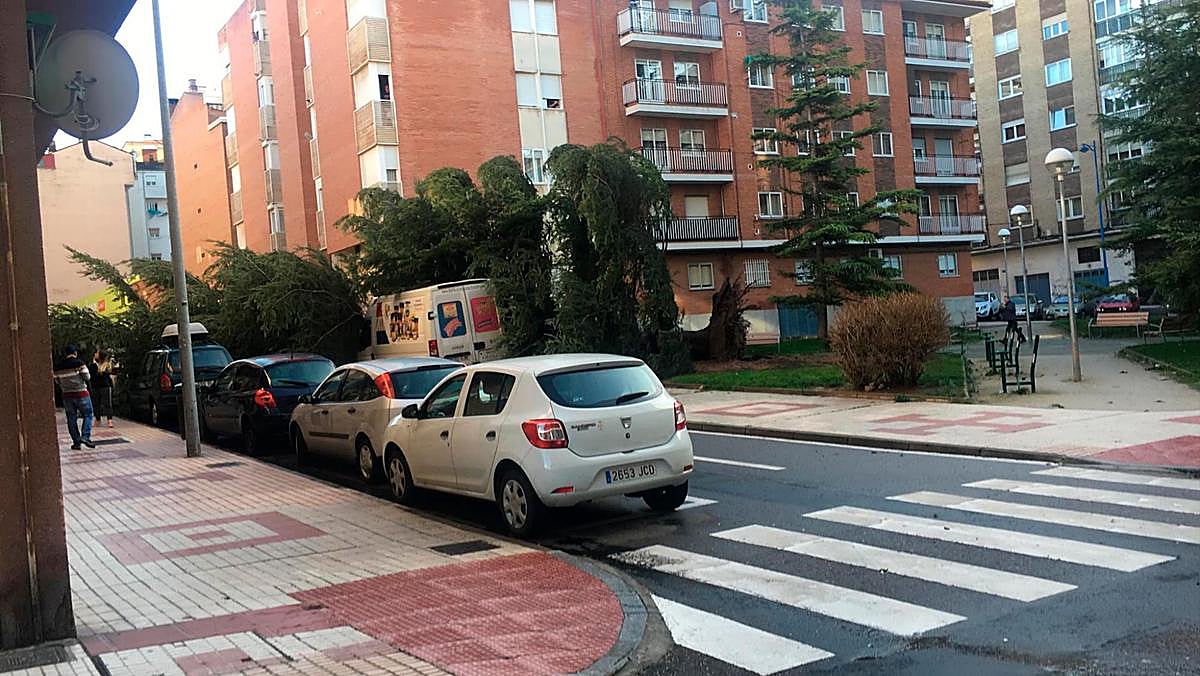Otra imagen del abeto que ha caído en la calle Corregidor Caballero Llanes. | JOSÉ AGUSTÍN CAÑEDO