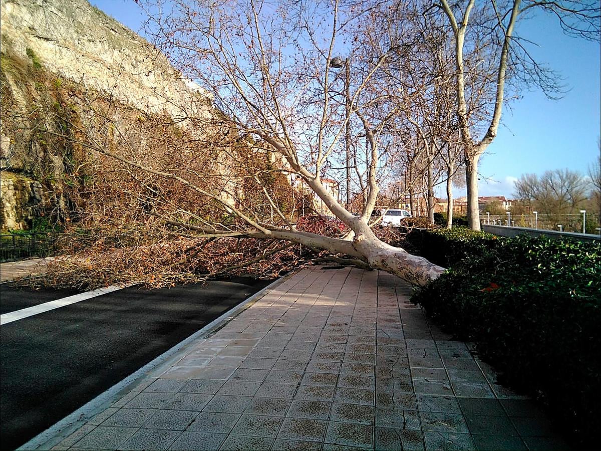 Caída de un árbol en Rector Esperabé.