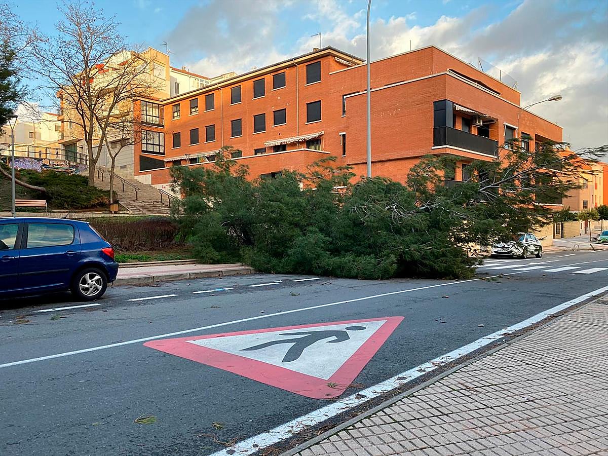 Árbol sobre la calzada en la calle Regato del Anís. | Javier Marcos
