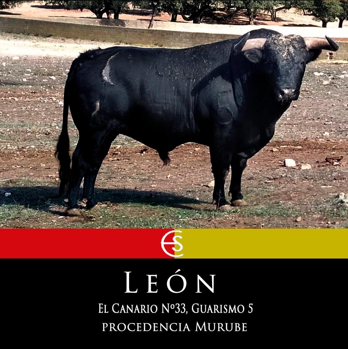 “León” de El Canario, Toro del Antruejo