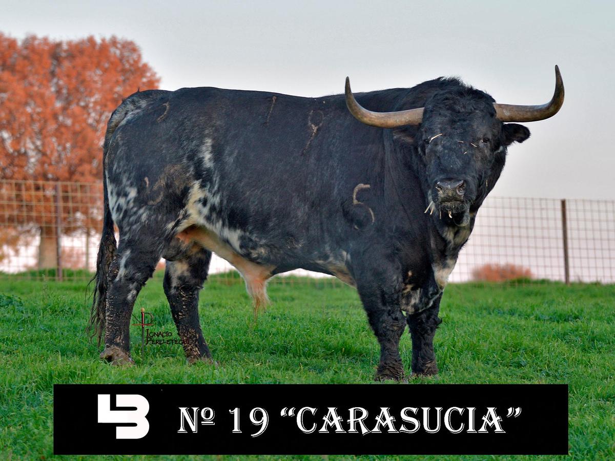 Nº19 “Carasucia” de Los Bayones (Martes)