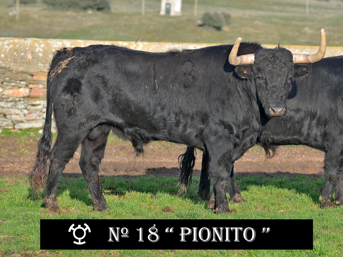 Nº18 “Pionito” de Adelaida Rodríguez (Sábado)