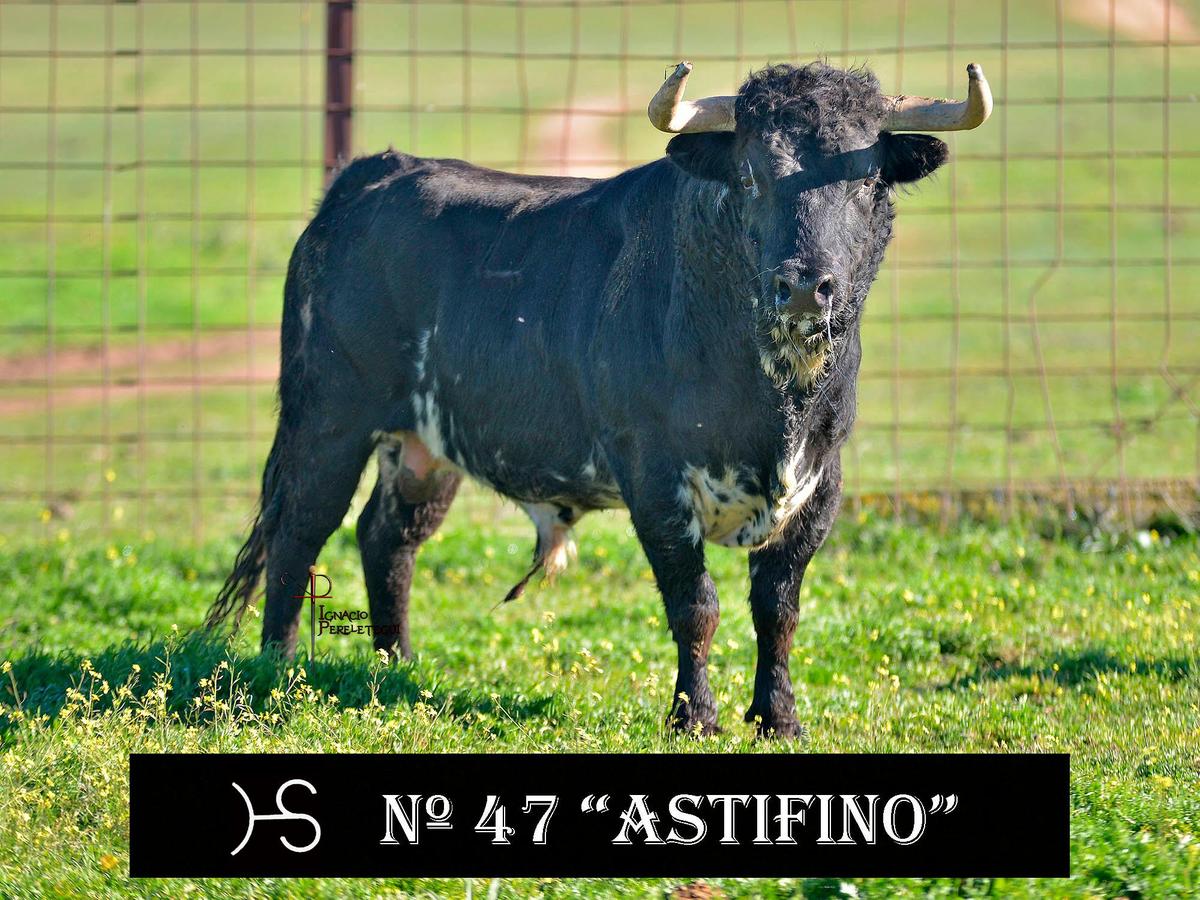 Nº47 “Astifino” de Hermanos Sánchez Herrero (Lunes)