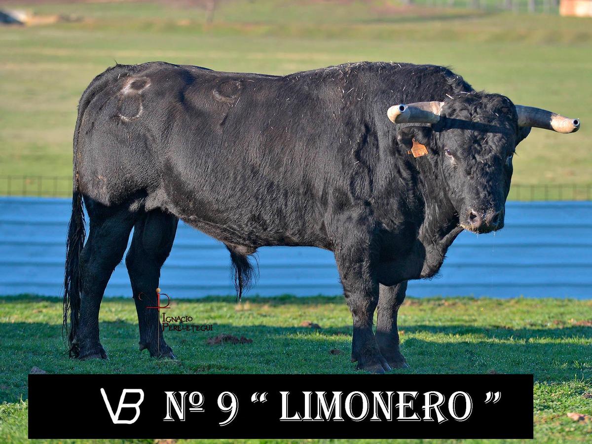 Nº9 “Limonero” de Valle Blanco (Domingo)