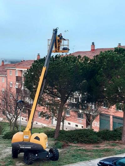 Operarios municipales limpiando árboles de procesionaria.