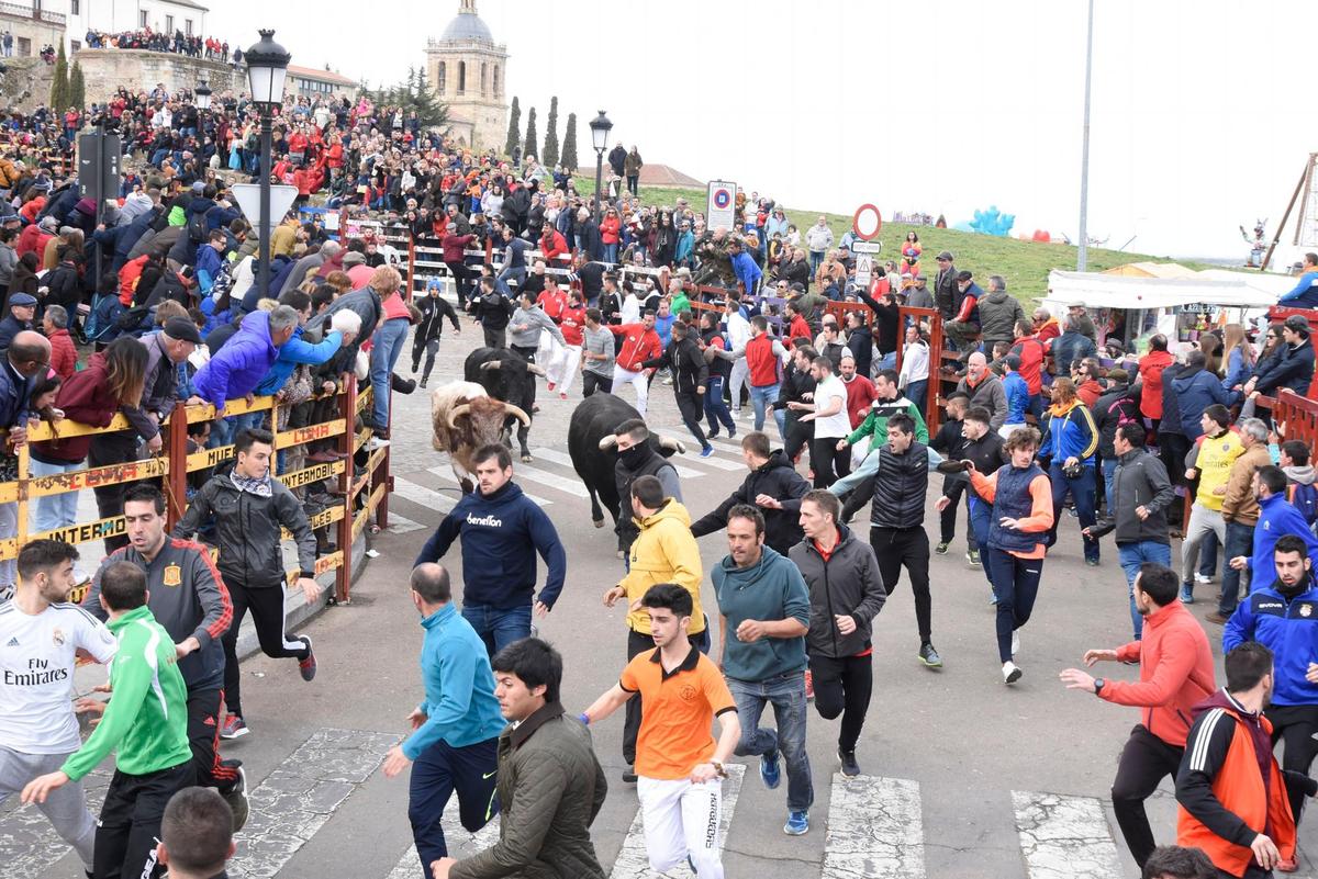 El encierro del sábado del Carnaval del Toro de Ciudad Rodrigo, en directo