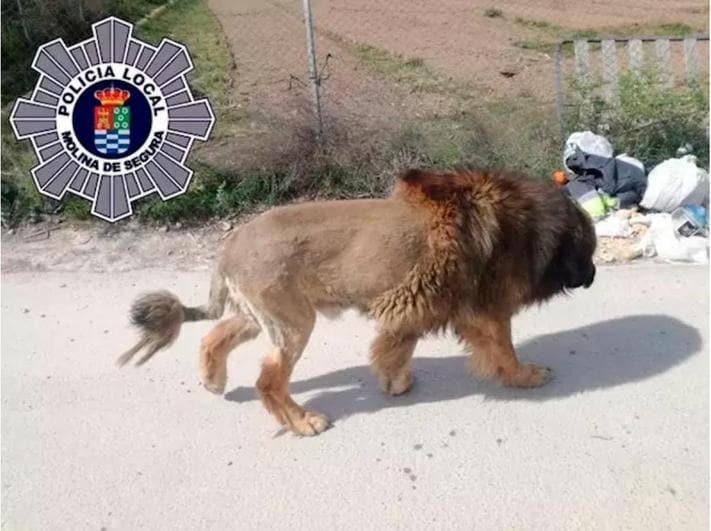 Inquietud en la localidad murciana de Molina de Segura por un perro con apariencia de león