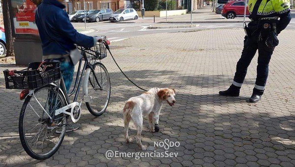 La mujer llevaba a su perro cojo atado al manillar de la bici.
